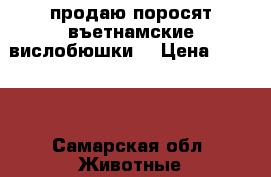 продаю поросят въетнамские вислобюшки  › Цена ­ 3 000 - Самарская обл. Животные и растения » Другие животные   